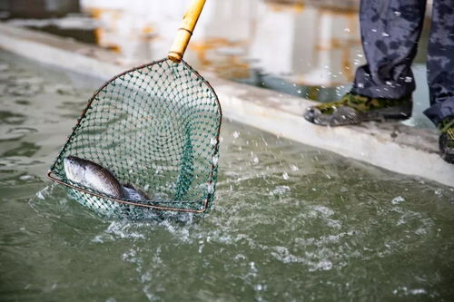 水產(chǎn)養(yǎng)殖戶(hù)為何難掌握技術(shù) 背后有幾大隱情