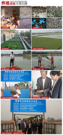 供應(yīng)純種日本鱉苗/大量批發(fā)純種日本鱉苗/純種日本鱉苗價(jià)格