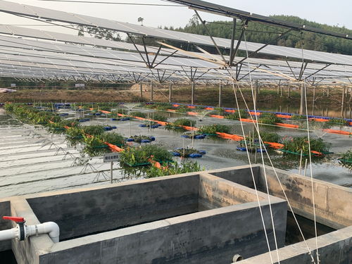 漁光一體 技術助漁業畝產量提高50 央廣網