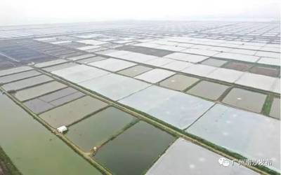 南沙又有新去處?休閑漁業(yè)民俗文化體驗基地要來了