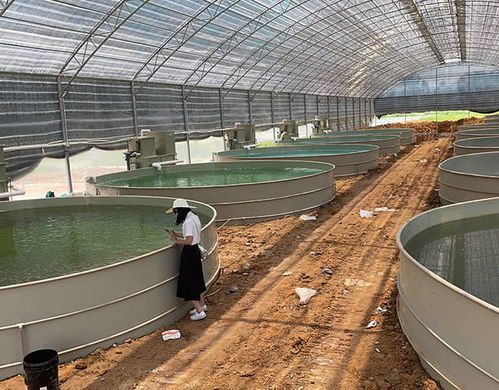 水產養殖工廠化循環水,山區流水養殖鱘魚技術如何