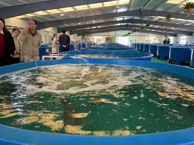 最高規格!廣東漁業種業大閱兵來了,誰是十大名優品種?