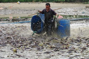 EM生物菌在水產養殖中的關鍵作用與應用