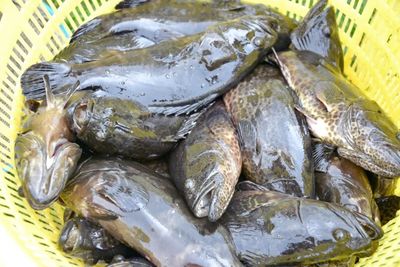 銀海區石斑魚豐收季 金虎、龍膽珍珠組團來“報到”，推動水產養殖技術新發展