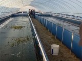養水蛭與養魚帆布水池的高效水產養殖技術